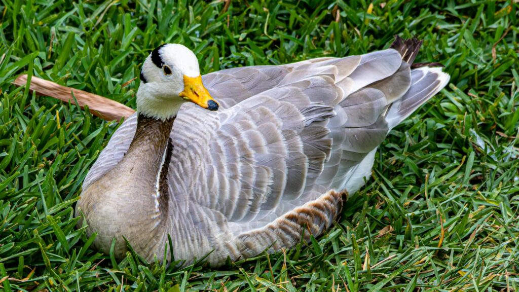 Bar-headed Goose resting peacefully on green grass