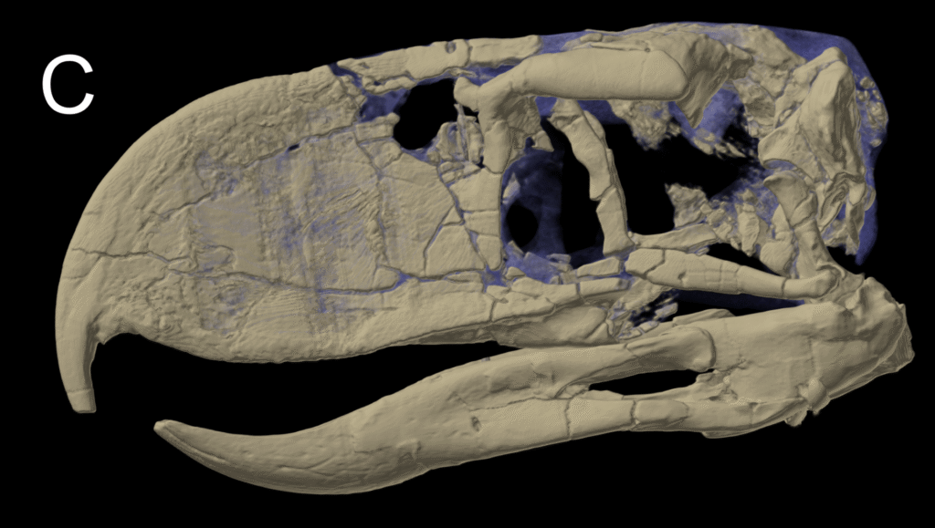 CT scan of a skull of Andalgalornis steulleti