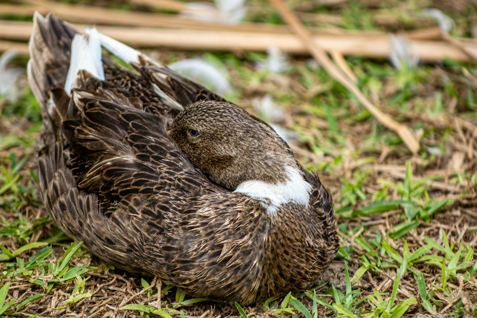 A Mallard duck with mottled brown feathers rests on the grassy ground.