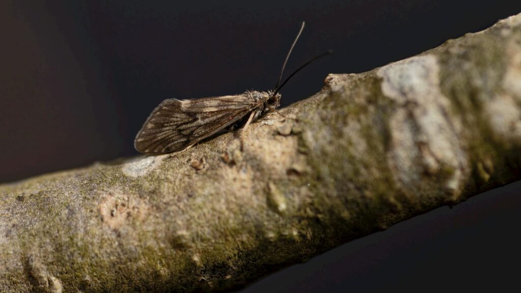 Caddisfly resting on a branch