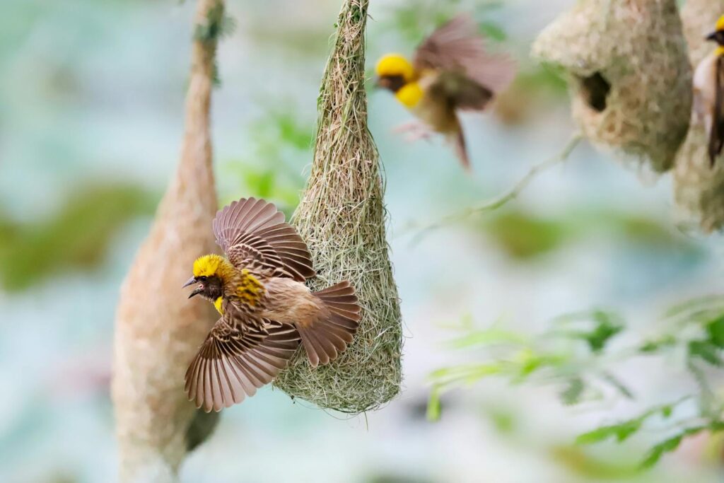 A Baya Weaver flies near its intricately woven nest, with other birds and nests in the background.
