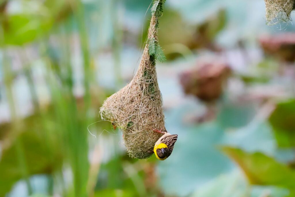 A Baya Weaver clings to its intricately woven, hanging nest.