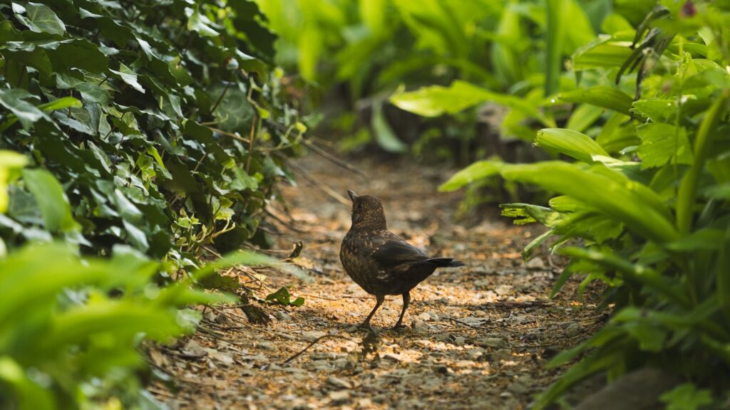 Small bird walking along a garden path surrounded by plants