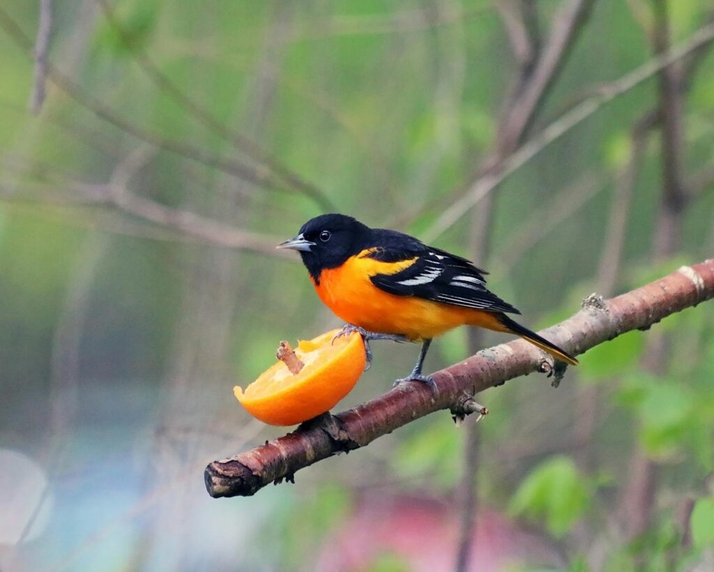 A male Baltimore Oriole perches on a branch, feeding on a slice of orange.