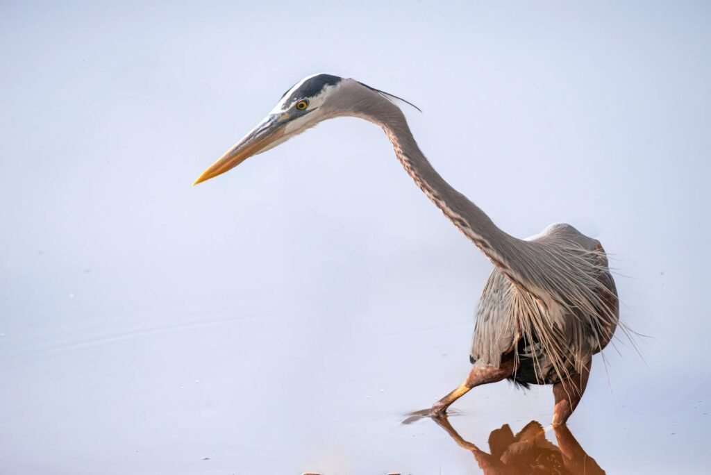 A great blue heron with a long neck and yellow beak wades in shallow water.