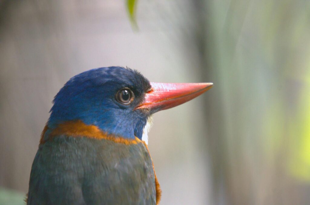 A close-up of a Green-backed Kingfisher reveals its vibrant blue head and red beak.