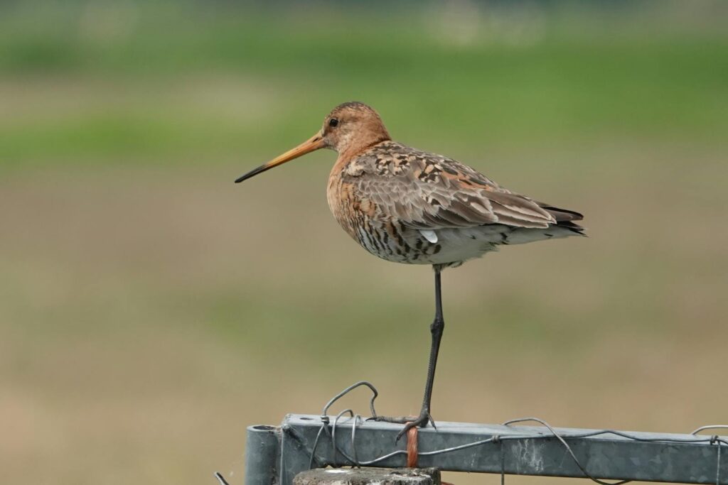 A Black-tailed Godwit stands on one leg on a metal structure, with blurred background.