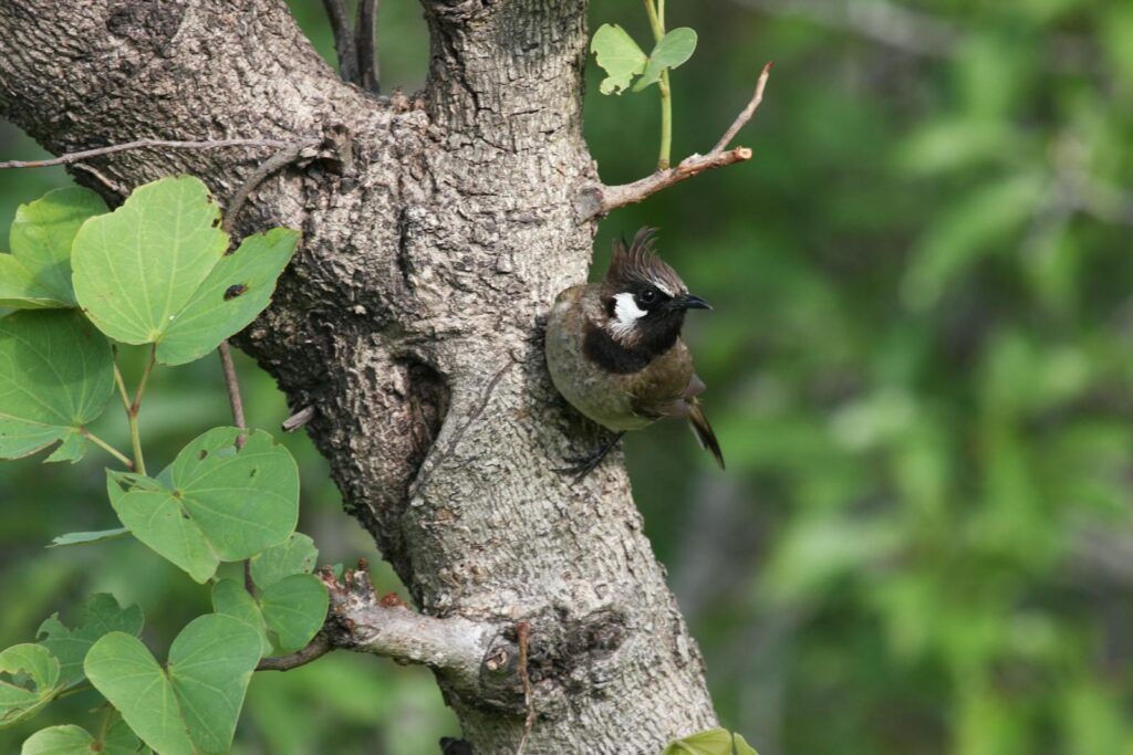 A Himalayan Bulbul perches on a tree trunk, displaying its black crest and white facial patch.