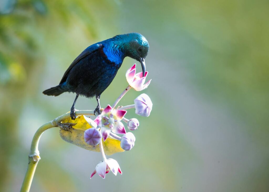 A stunning iridescent sunbird feeding on pink blossoms in a natural setting.