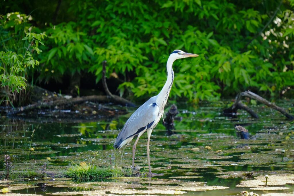 A Stork with long legs and neck stands in a murky pond amidst green foliage.