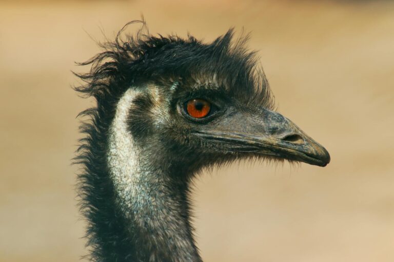 An emu highlighting its distinct features and vibrant orange eyes.