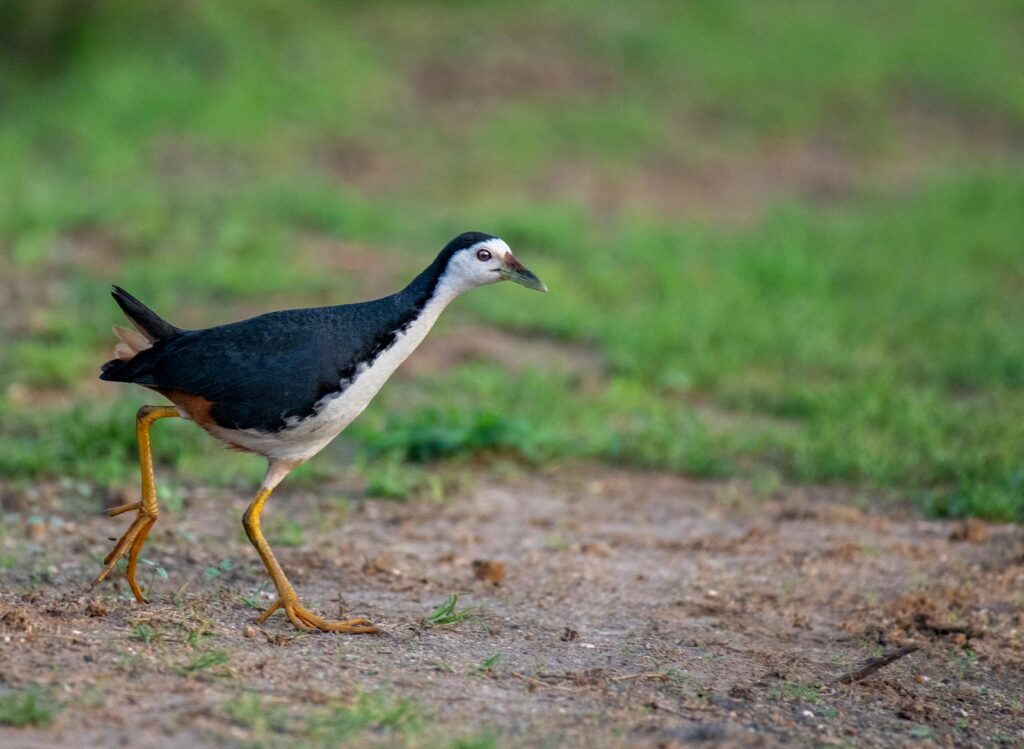 A White-breasted Waterhen walks on the ground, showing its black and white plumage.