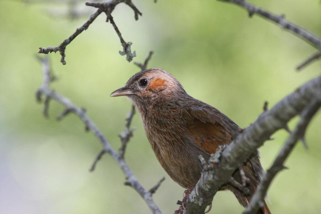 A Streaked Laughingthrush perches on a branch, showing its mottled brown plumage.