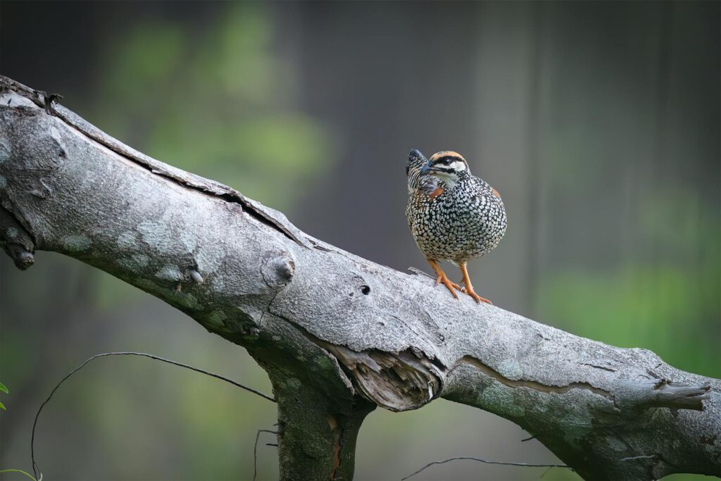 A beautifully speckled bird perched on a weathered branch in a tranquil outdoor setting.