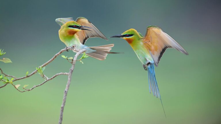 Two vibrant bee-eaters interacting in natural habitat.