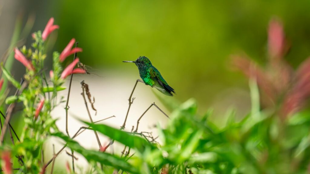 Hummingbird resting on green plant stem surrounded by garden blooms