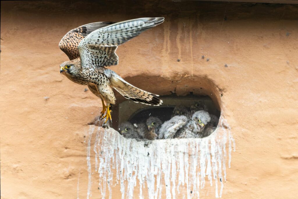A Common Kestrel lands at a nest hole filled with fluffy chicks, wings outspread.
