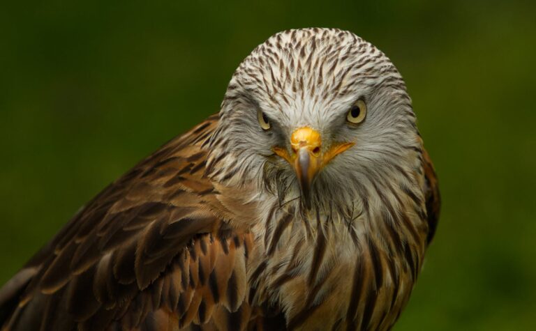 A red kite with keen eyes and a hooked beak looks directly forward.