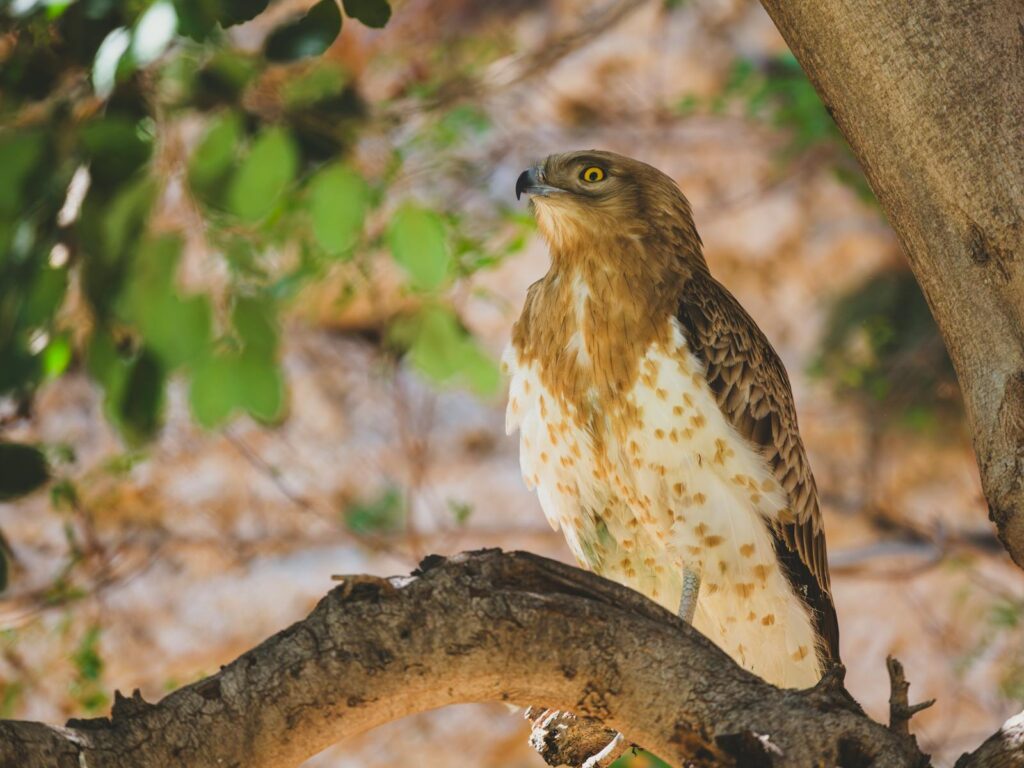 A hawk perches on a tree branch, looking left.