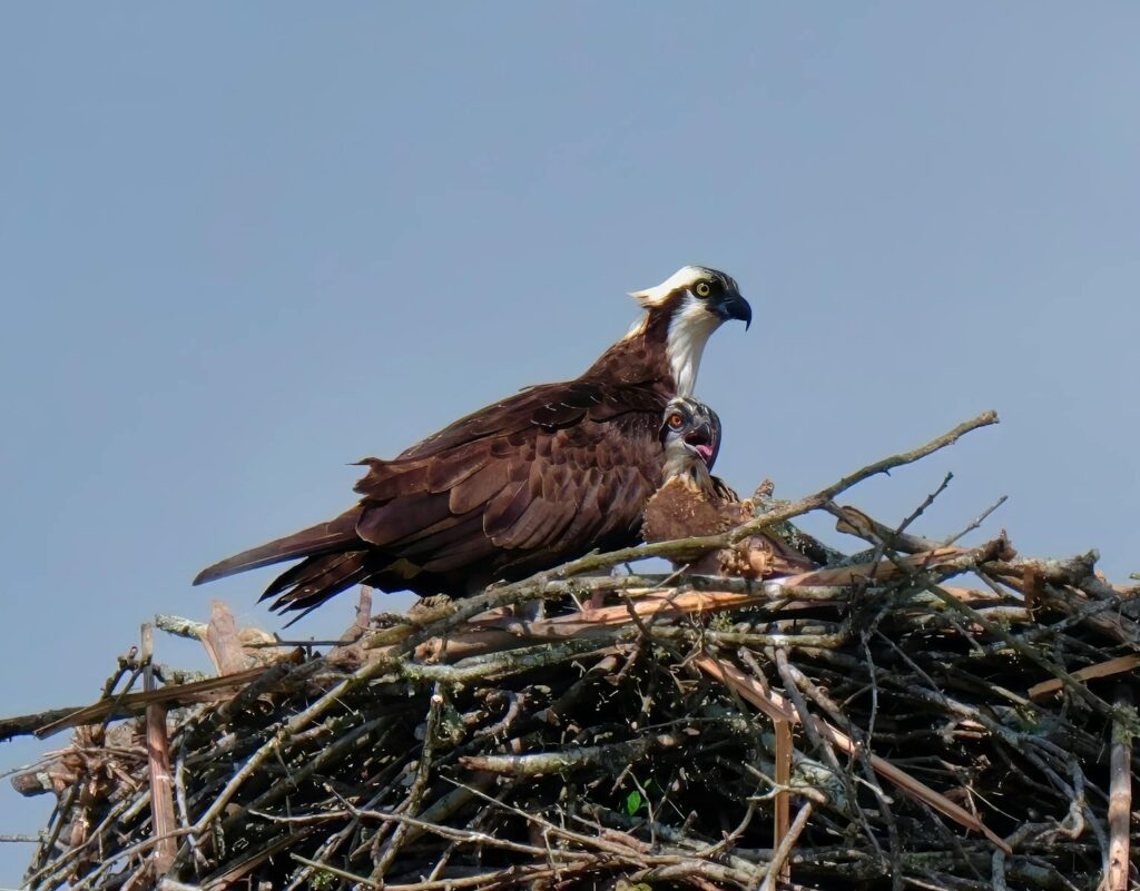 An Osprey and a chick are in a large stick nest against a blue sky.
