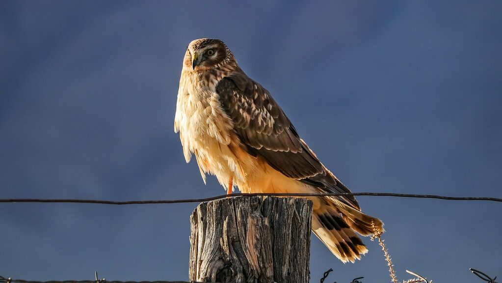 A northern harrier perches on a wooden post with a wire in front, looking left.