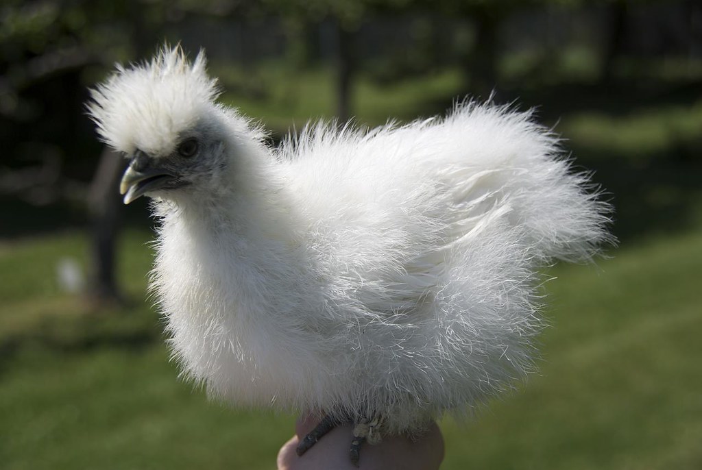 A fluffy white Silkie chicken with a feathered crest stands on a grassy background.