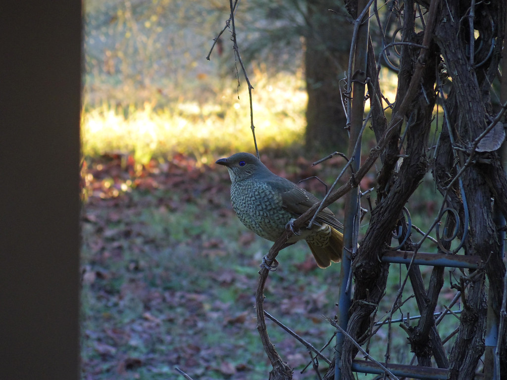 A Female Bowerbird with mottled brown and green plumage perches on a bare vine.