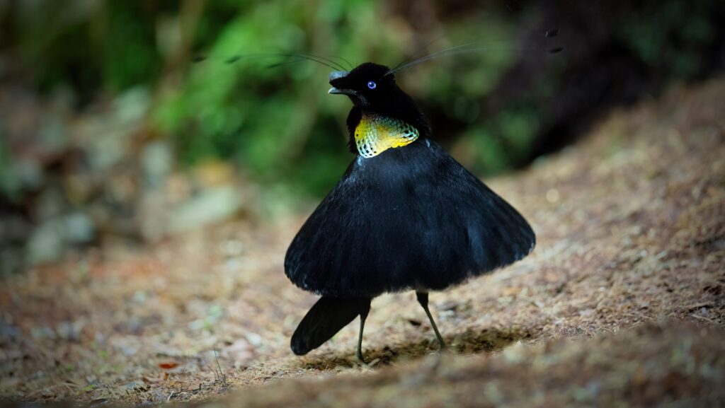 Western Parotia bird standing sideways