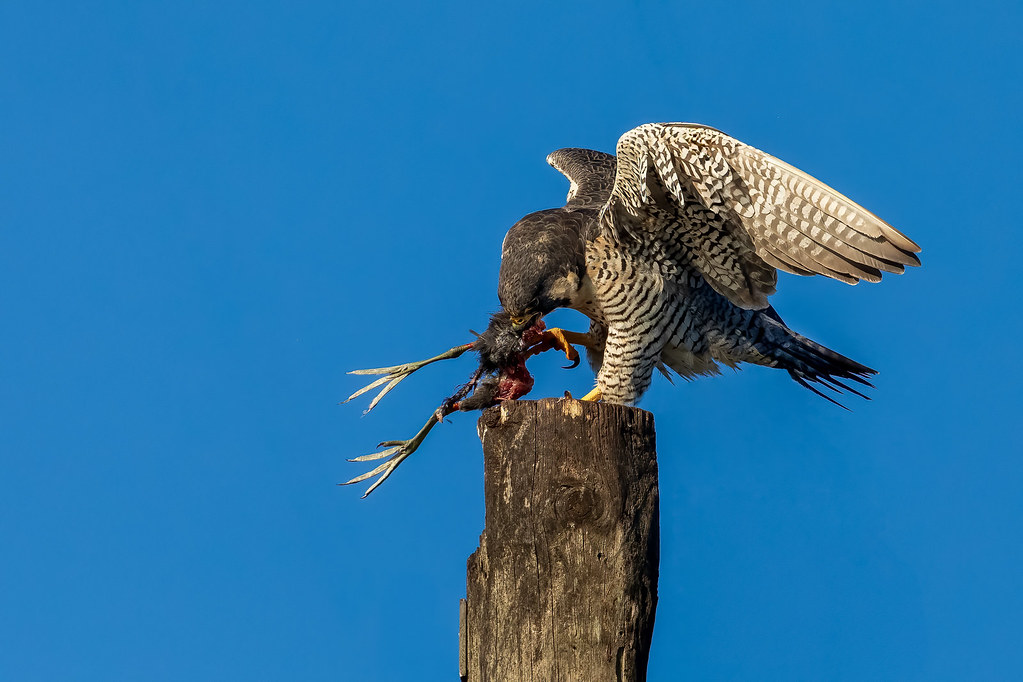 A Peregrine Falcon stands on a wooden post, clutching its prey.
