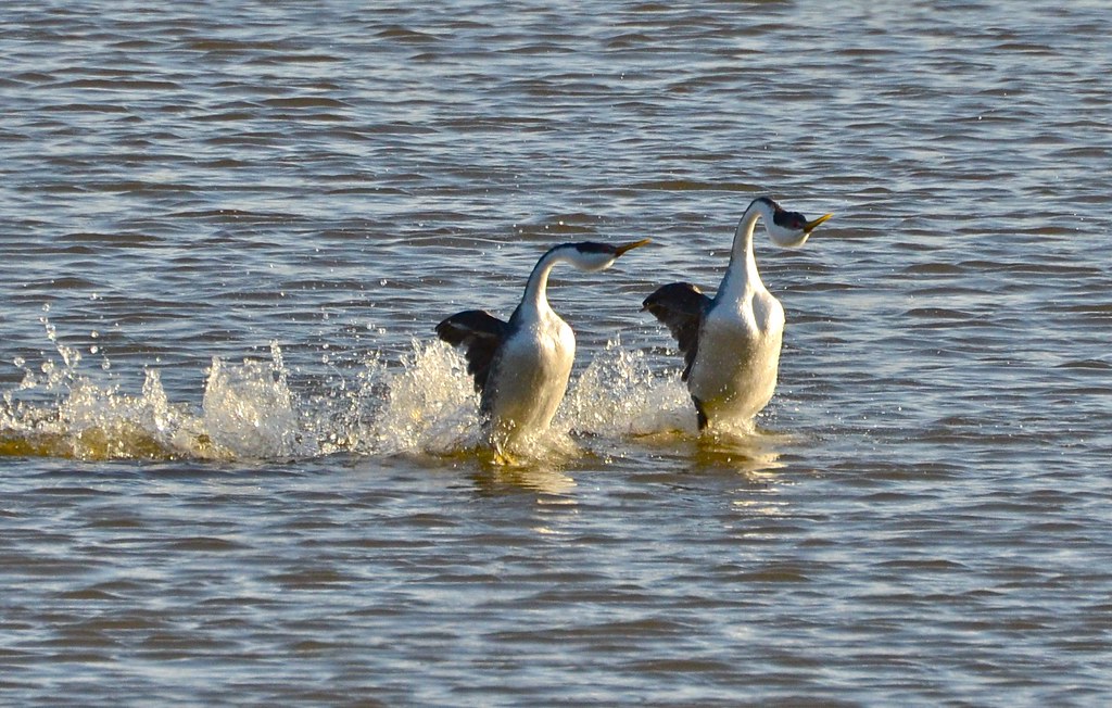 Two Western Grebes run side-by-side upright on the water, creating splashes.