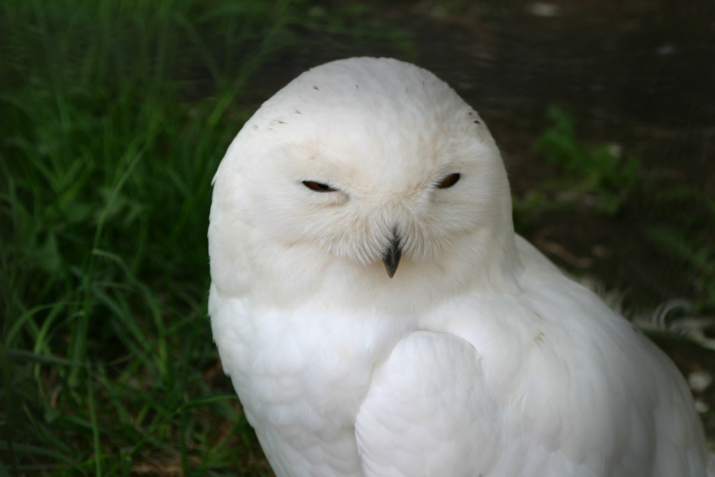 A close-up of a pure white Snowy Owl with its eyes mostly closed.