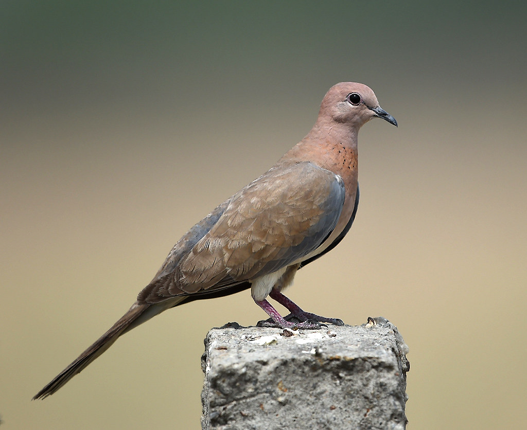 A soft brown Laughing Dove perches on a concrete post, gazing into the distance.