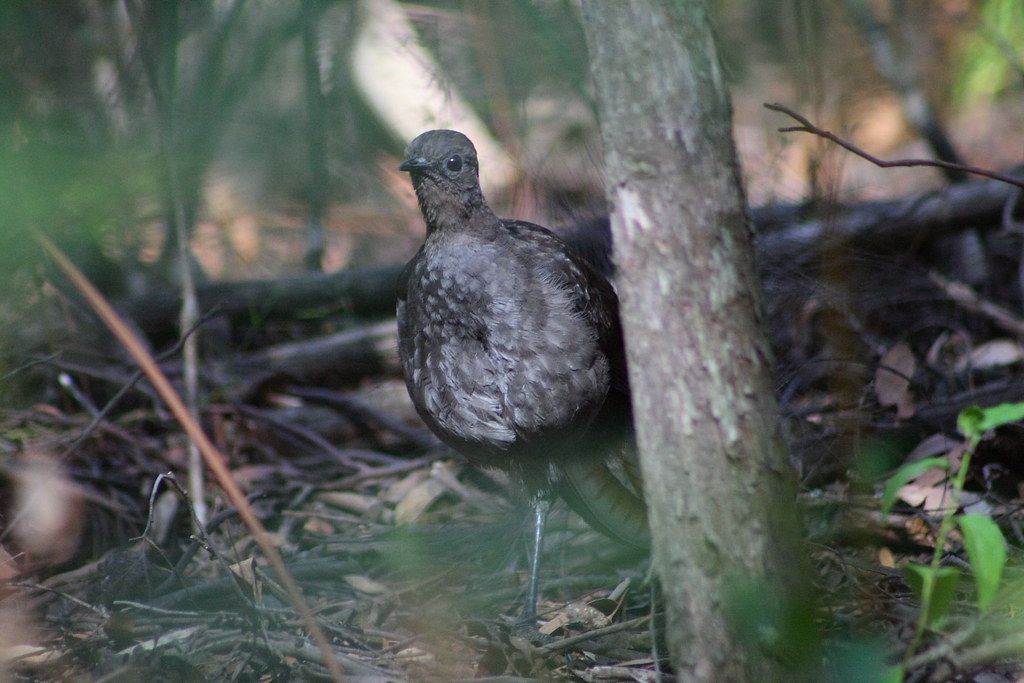A Superb Lyrebird with dark, mottled plumage stands on a leafy forest floor.
