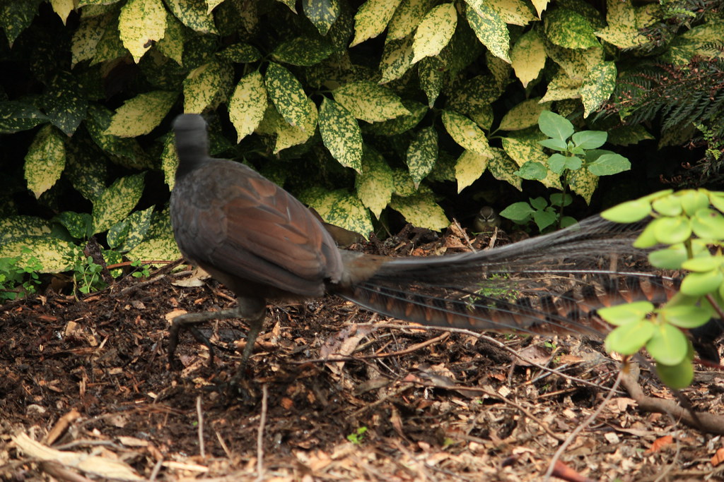 A Superb Lyrebird with brown plumage and a large, ornate fanned tail walks on the ground.