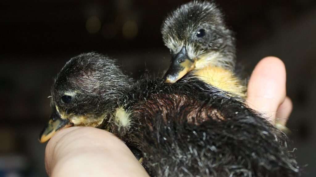 Human hand gently holding duck hatchlings