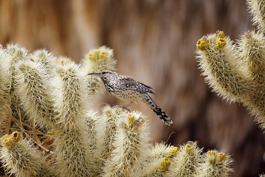 A cactus wren with speckled breast and tail feathers perches on a spiny cholla cactus.