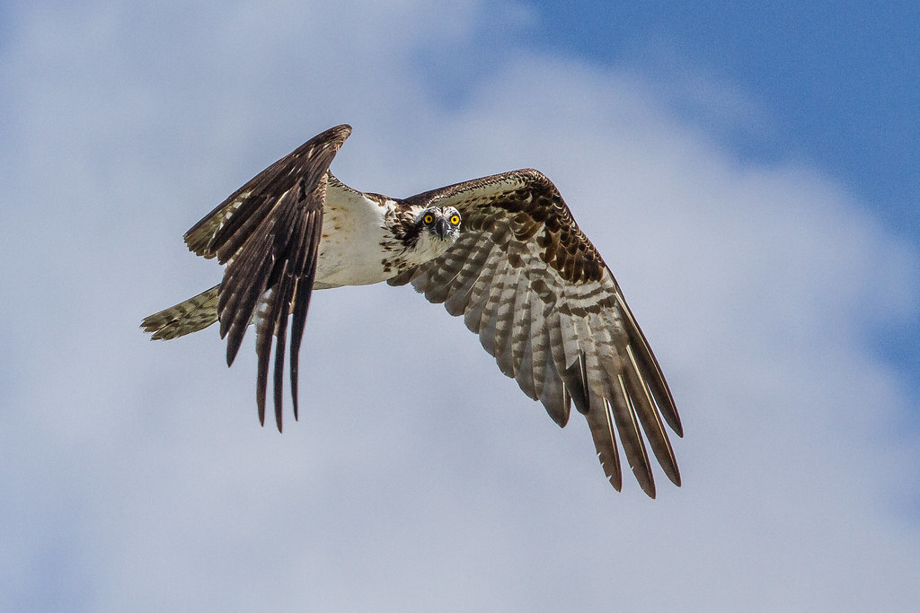 An osprey flies with wide-spread wings, looking directly at the viewer.