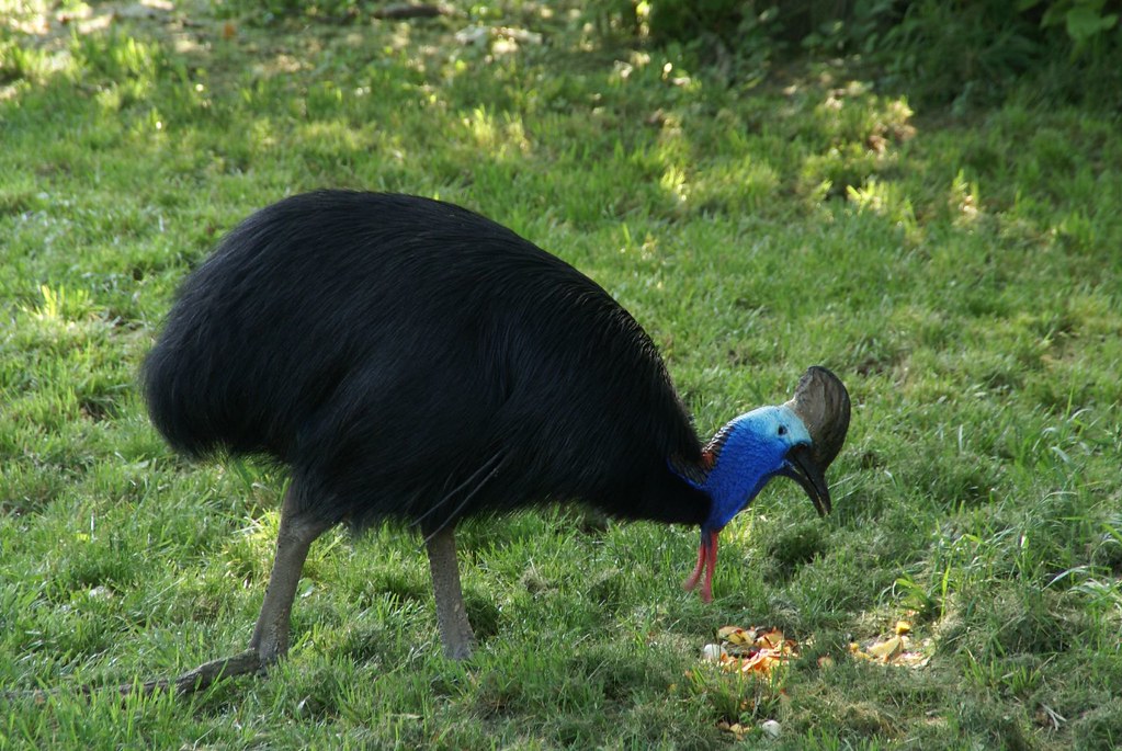 A Southern Cassowary with a colorful head forages on green grassy ground.