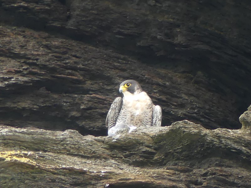 A vigilant Peregrine Falcon sits camouflaged on a rocky cliff face.