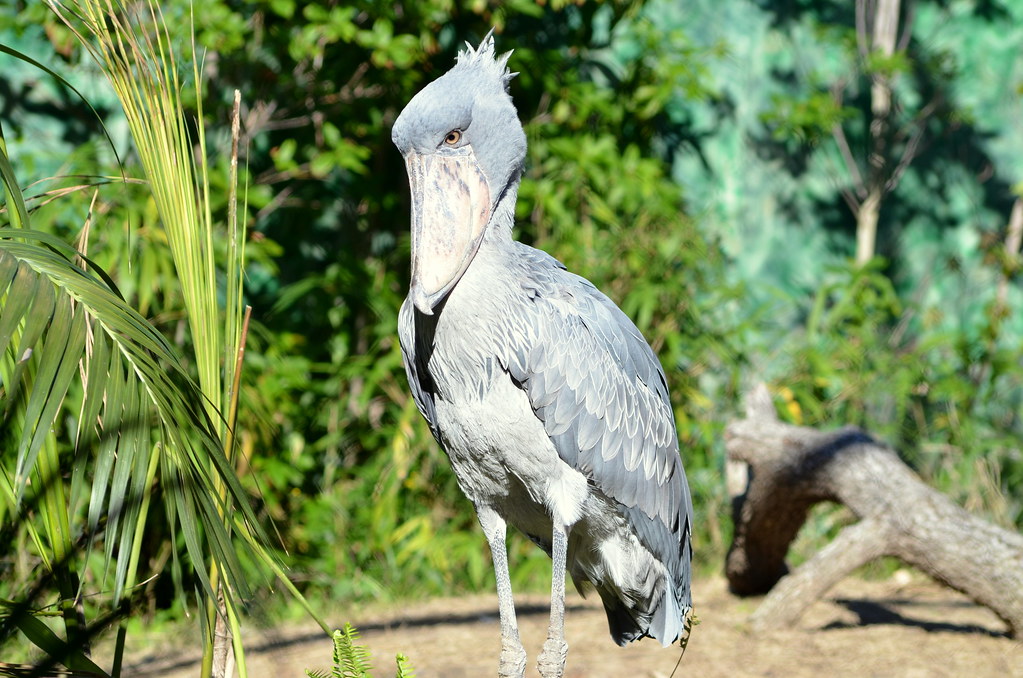 A Shoebill with grey feathers and a large, shoe-shaped bill stands among green foliage.
