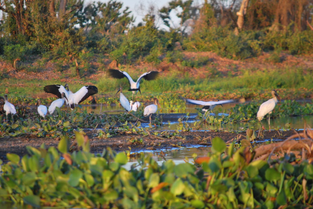 Wood Storks gather in a wetland, with some standing and others in flight among the foliage.