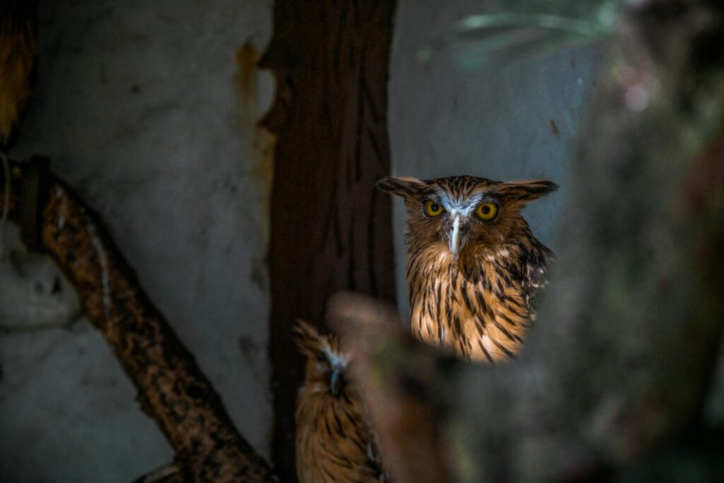 A detailed shot of a brown owl perched in its natural habitat, highlighting its sharp eyes and plumage.