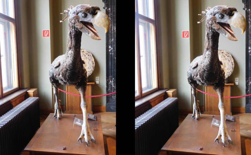 A full-size replica of a Paraphysornis, a large prehistoric bird, is on display in a museum exhibit.