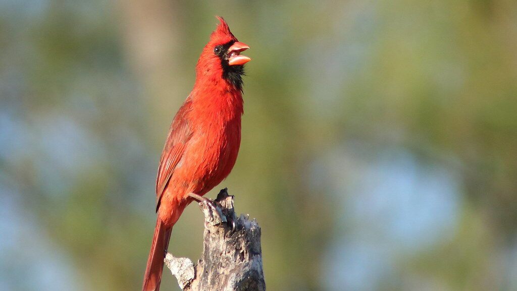 Bright red Northern Cardinal vocalizing while perched on a branch