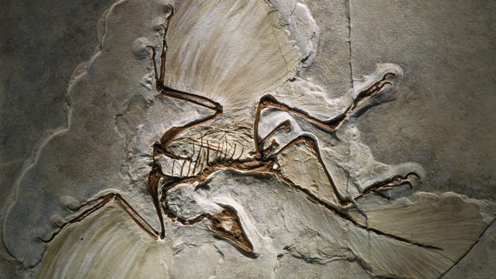 Archaeopteryx lithographica, found in the Jurassic Solnhofen Limestone of southern Germany