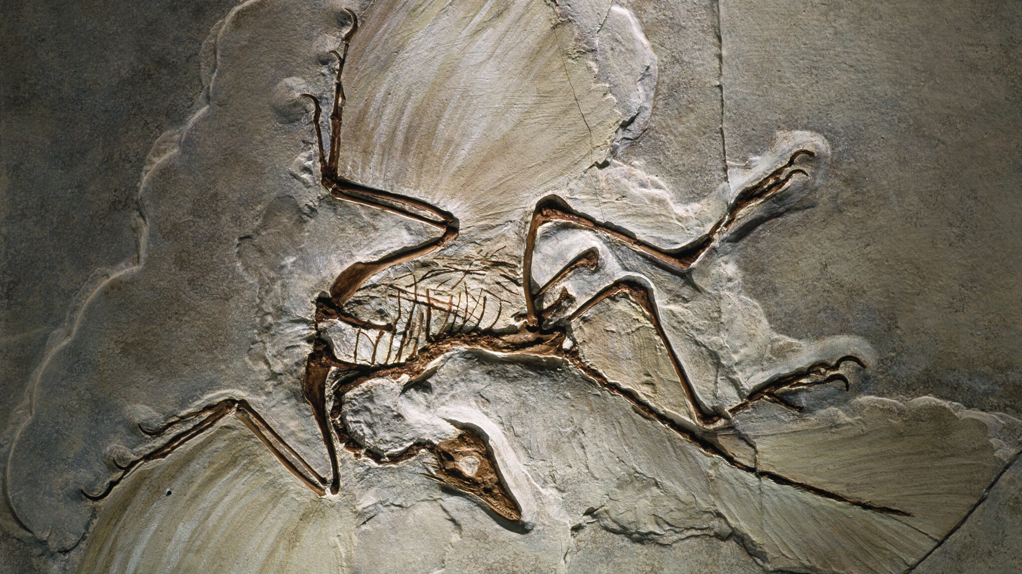 Archaeopteryx lithographica, found in the Jurassic Solnhofen Limestone of southern Germany