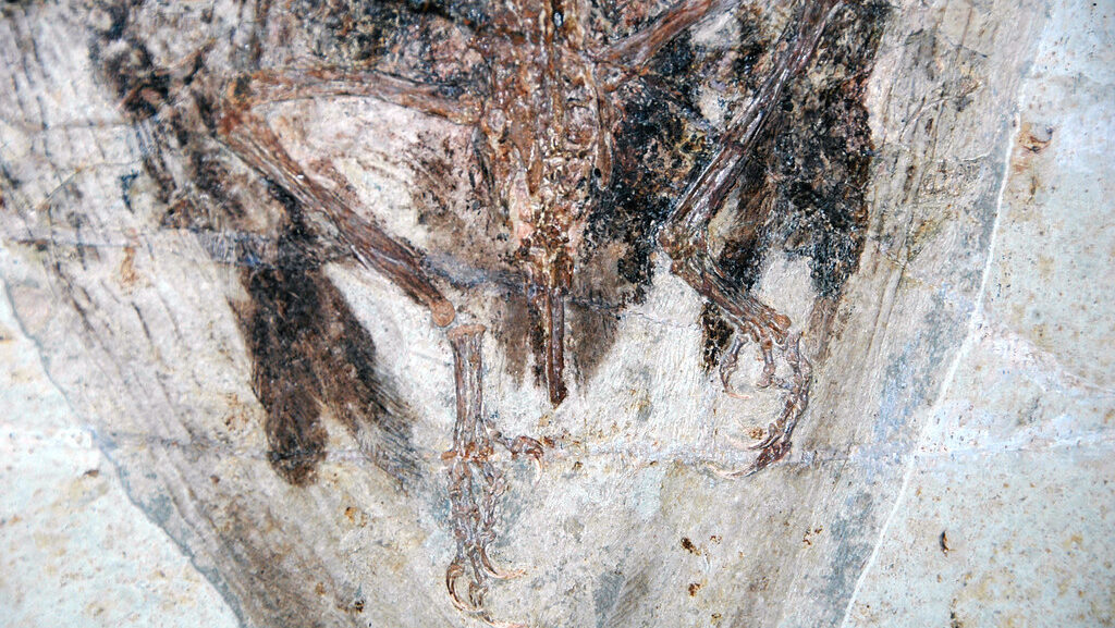 Close-up of Confuciusornis sanctus fossil showing detailed preserved feathers