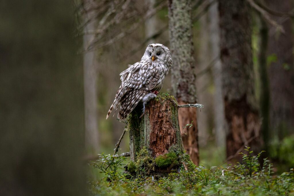 A Ural Owl (Strix uralensis) perched on a tree stump in serene woodland.