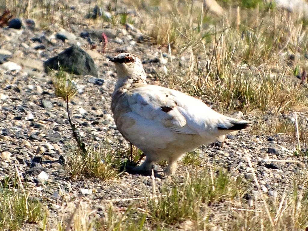A Rock Ptarmigan stands on rocky ground, displaying its white and brown plumage.