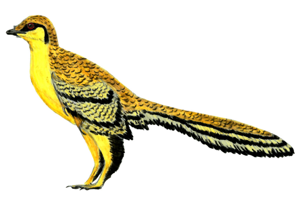 An illustration depicts Aurornis xui, a bird with striking yellow and black patterned plumage and a long tail.
